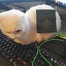 zerxlatency