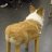 corgi_krk